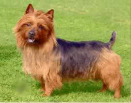 TERRIER AUSTRALIAN